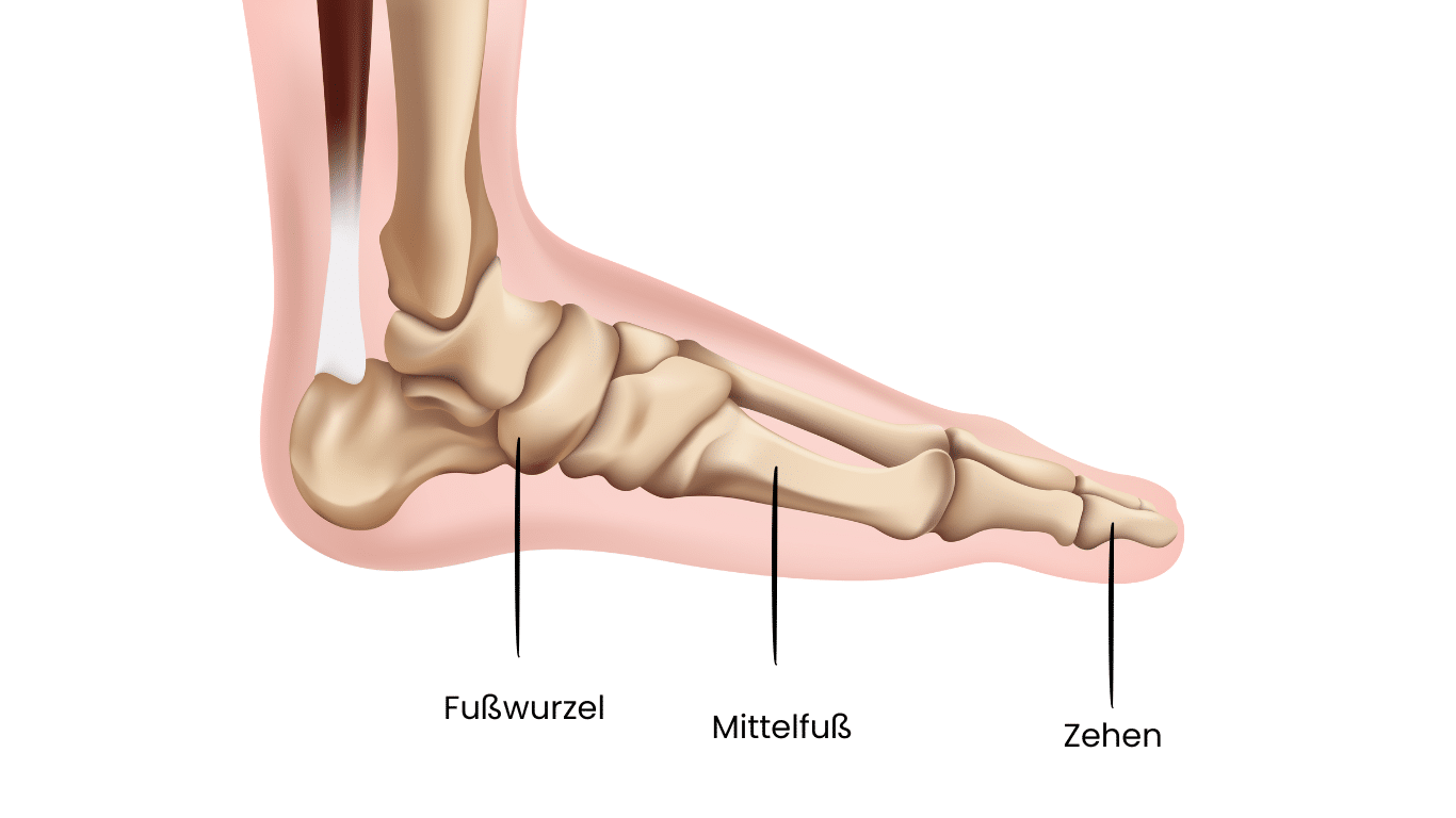 Mittelfuß Anatomie - Dr.Schuh Behandlung und Therapie